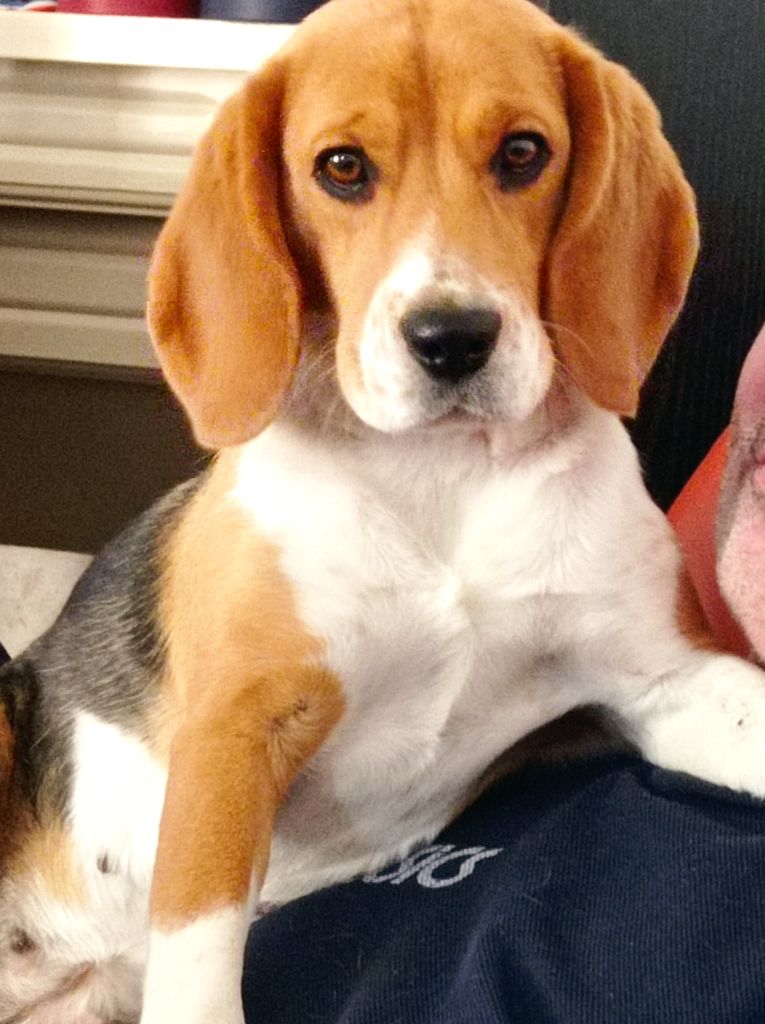 Polly du comte de la roche canine