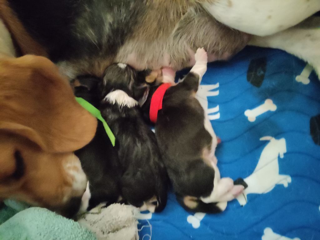 De La Legende D'Ossian - Beagle - Portée née le 04/09/2021