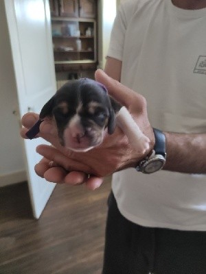 SUKI