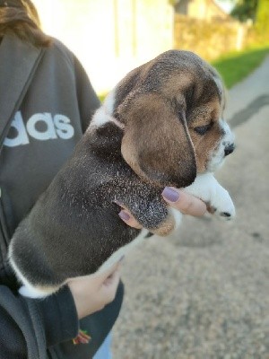 STELLA